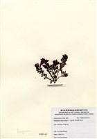 藏品(匍枝馬尾藻)的圖片
